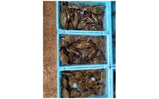 ワタリガニ 600g 3杯 冷凍 ボイルワタリガニ 渡り蟹 海鮮 新鮮 魚介 海の幸 海産物 シーフードエム・エム 愛知県 南知多町