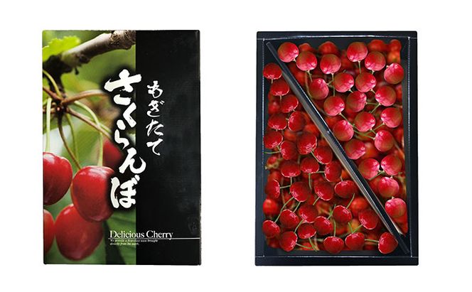 先行受付 北海道 仁木町産 さくらんぼ (Lサイズ以上）800g～900g 佐藤錦 又は 紅秀峰　サクランボ チェリー フルーツ 果物 果物類 ギフト仁木町 仁木 [くだものの笠井園]