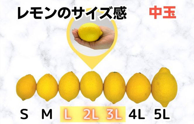 レモン 中玉 国産 箱込2.5kg(内容量約2.3kg) 秀品 L 2L 3L サイズミックス 和歌山県有田産 【みかんの会】 AX322