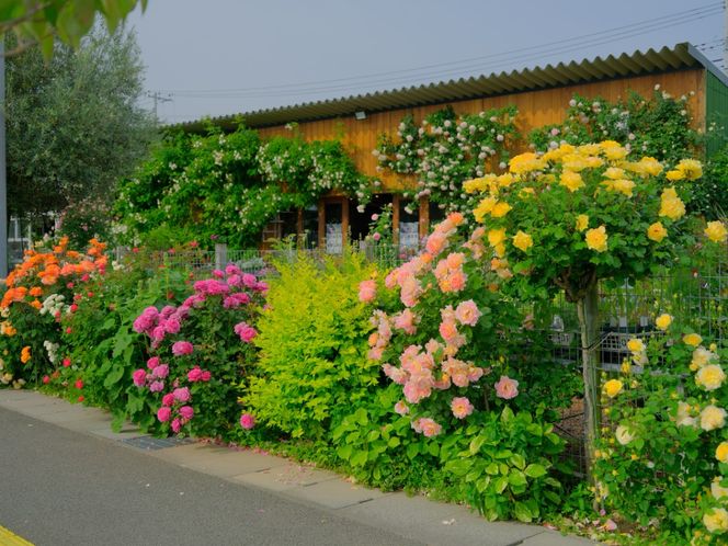 コマツガーデン直営店「ROSA VERTE」で選ぶ、自社生産バラ大苗引換券 SWBD016