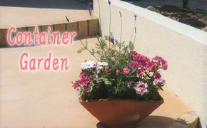 可愛いピンクのお花たっぷりの寄せ植え 