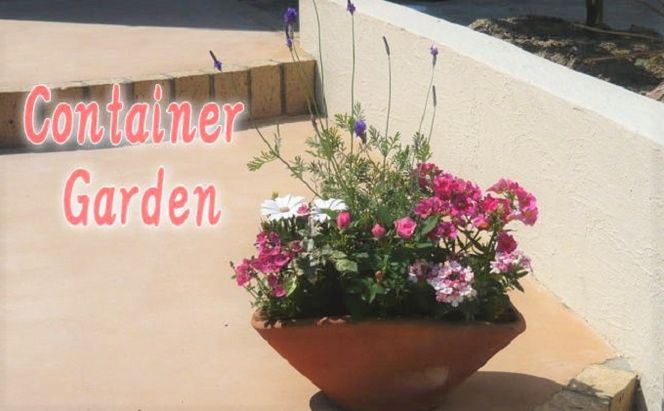 可愛いピンクのお花たっぷりの寄せ植え 