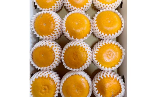 秀品 せとか 和歌山 有田 化粧箱 M～4Lサイズ お任せ 3kg【2月中旬～3月下旬頃に順次発送】/ みかん フルーツ 果物 くだもの 蜜柑 柑橘【ktn014-p-3A】