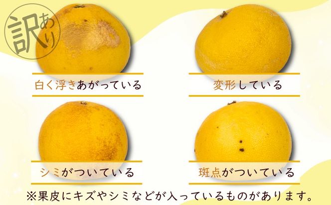【先行予約】千光時農園の土佐文旦 2玉 3L サイズ 2026年2月より順次発送 家庭用 贈答用 ぶんたん ブンタン 柑橘 みかん フルーツ 果物 お取り寄せ 安芸 高知