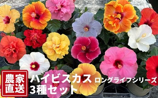 ハイビスカス（ロングライフシリーズ） 3種セット【農家直送】 | 植物 お花 花 鉢 鉢花 花鉢 フラワー ギフト プレゼント 贈り物 珍しい 育てやすい かわいい 可愛い キレイ おしゃれ オシャレ 送料無料 岐阜県 瑞穂市 ※北海道・沖縄・離島への配送不可