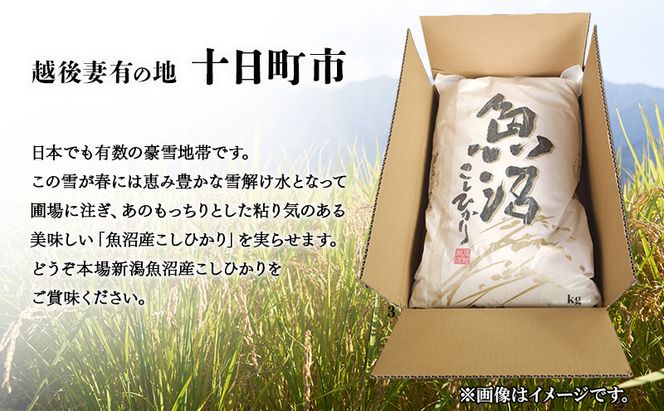 新潟県魚沼産こしひかり3Kg（精米） 米 コシヒカリ 精米 新潟県 十日町市