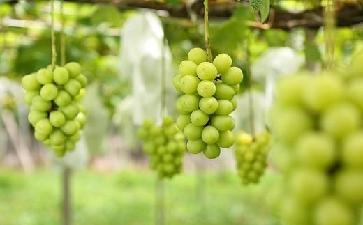 【2026年発送】シャインマスカット＋お任せぶどう 約1.5kg（2～3房） 232238_SS006