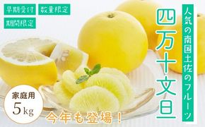 四万十 文旦 家庭用 5kg 早期受付 期間限定 数量限定 人気 ぶんたん 土佐文旦 ブンタン 冬 旬 限定 国産 フルーツ 果物 柑橘 高知 四万十 しまんと お取り寄せ 産地直送 【配送時期：2026年2月下旬～3月上旬】25-781