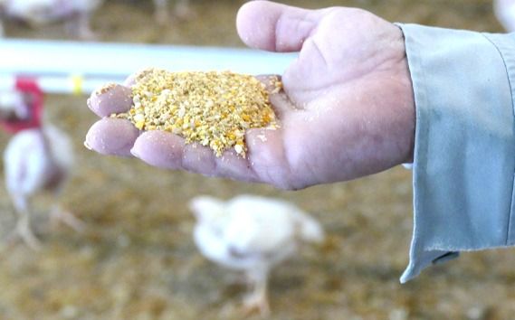 【毎月定期便（12ヵ月）】恵那どり　ささみ　冷凍　バラ凍【2kg】  [No.1143]