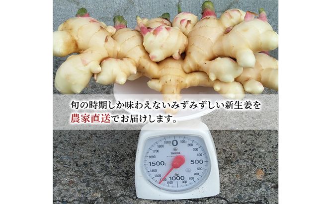 先行予約 秋田県 にかほ市産 新生姜1.2kg【 生姜 しょうが ショウガ ジンジャー 薬味 】