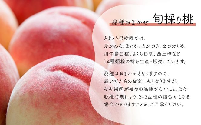 【2026年先行予約】量より質！桃とシャインマスカット、上級品の2回便 (定期便) (岡山県産) / 8月10月 【KF-T060-02】