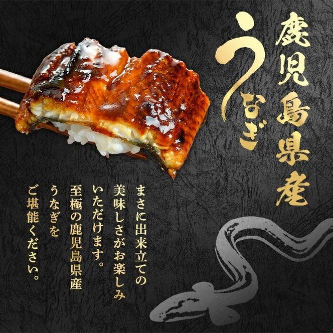 【0304349a-2609】＜9月上旬発送予定＞東串良町のうなぎ蒲焼(無頭)(6尾・計約900g・タレ、山椒付) うなぎ 高級 ウナギ 鰻 国産 蒲焼 蒲焼き たれ 鹿児島 ふるさと 人気 【アクアおおすみ】