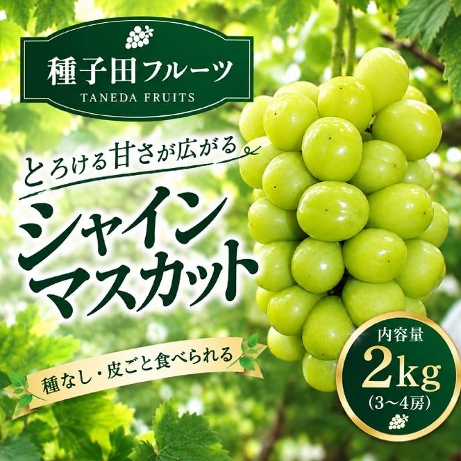 【2026年発送】シャインマスカット 2kg（3～4房）（ぶどう シャインマスカット 葡萄 マスカット 種なし 皮ごと 大粒 厳選)