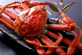 【厳選】茹で松葉蟹 8L(1300g前後)×2杯　★1月～2月お届け　OD00161_01