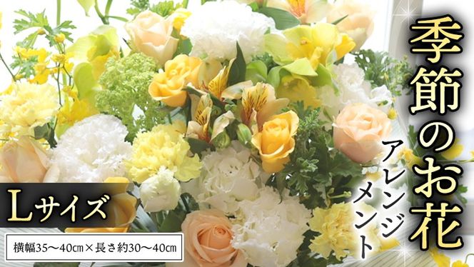 y錧}szG߂   AWg L Mtg v[g  j  LO t[  [CT141ci]