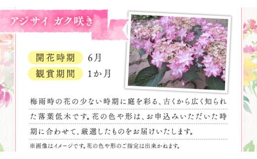 ≪先行予約≫アジサイ ガク咲き 【 おまかせ 1点 】【2026年4月上旬頃より発送開始】 植物 花 インテリア フラワー 紫陽花 お花 園芸 初夏 梅雨 ガーデニング  母の日 [BG005us]