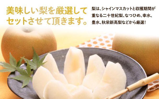 955.【先行予約】【訳あり】シャインマスカット（350ｇ前後）と旬の梨（5玉）セット≪ぶどう、マスカット、ブドウ、葡萄、なし 果物 フルーツ くだもの 鳥取県北栄町≫※8月下旬頃～9月中旬頃に順次発送 313726_AN001