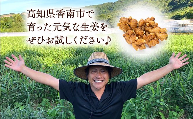 生姜 2kg 香南市産 別役の生姜 - 生姜 しょうが ショウガ ジンジャー 薬味 調味料 国産 株式会社べっちゃく 高知県 香南市 生姜焼き bc-0025