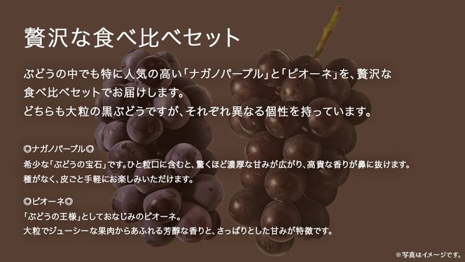 【 桐箱入り 】 ナガノパープル と ピオーネ (各１房)【2026年8月上旬発送開始】(茨城県共通返礼品：大子町) ぶどう 葡萄 マスカット フルーツ 果物 贈答用 ギフト 贈り物