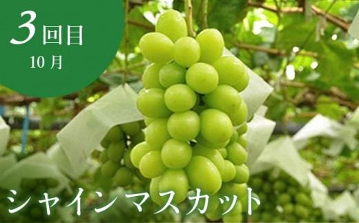 ［年5回定期便］ 小布施町の人気フルーツ定期便 年5回コース ［小布施屋］定期便 頒布会 フルーツ 果物 長野県産 令和7年産 【2025年6月中旬～2026年2月発送】［E-8］