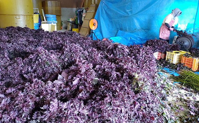 梅干し 一級品 700g （簡易梱包）　ご飯のお供 肉厚 種が小さい 紅映 天然塩 鮮やか 芳醇な香り コク 紫蘇漬け 二度漬け すっぱい