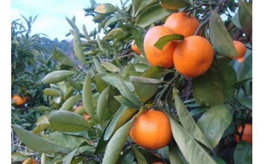 ＼光センサー選別／ちっちゃな有田みかんこつぶみかん約5kg （3S～2Sサイズ混合）有機質肥料100% ※2026年11月～2027年1月に順次発送予定（お届け日指定不可） 先行予約 みかん 温州みかん ミカン 小粒【nuk145C】