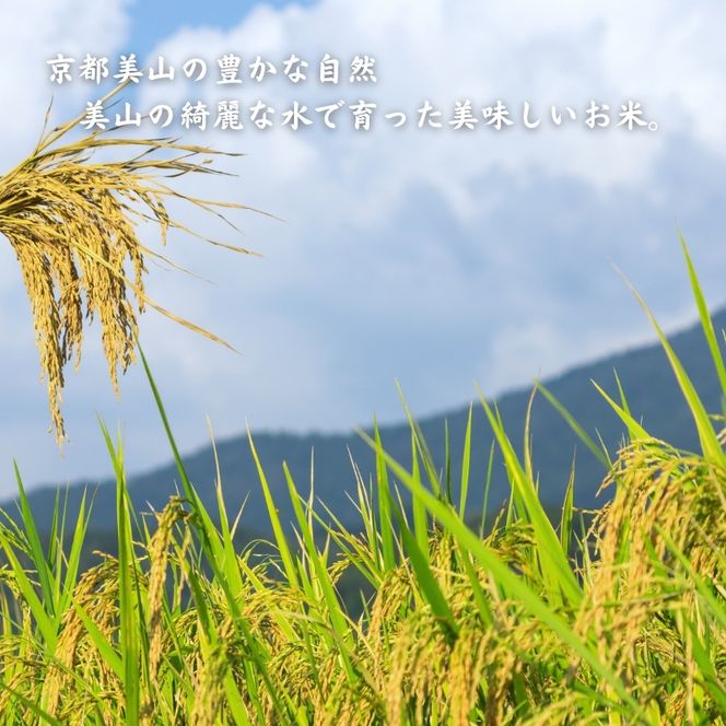 令和6年産 コシヒカリ こと美山米 10kg (5kg×2袋) 米 白米 精米 お米 こめ コメ こしひかり 令和6年 特別栽培米 ご飯 ごはん 京都 京都府 南丹市