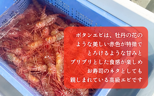 ＜ボタンエビ(冷蔵)　1kg＞甘く豊かな風味！ 北海道 道産 国産 乙部町産 牡丹海老 海老 日本海 天然 魚介類 新鮮 希少 お刺身  漁師直送 産地直送 送料無料
