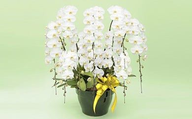 y_ސ쌧cszgbvt[XgǏӒ 10{zBGA 142069_BN022