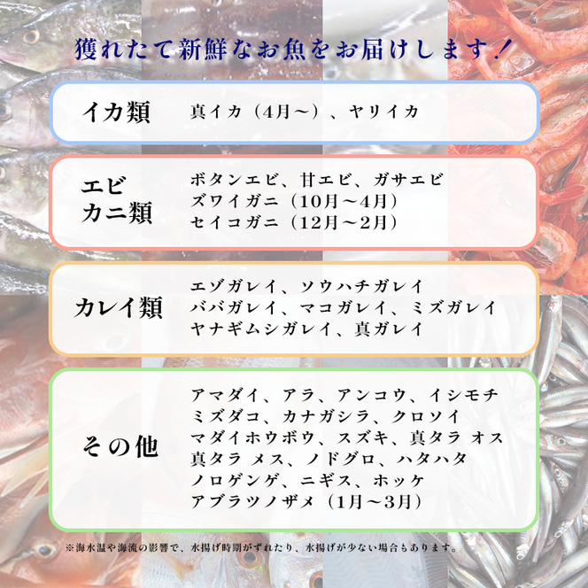 にかほ市の漁師厳選！秋田沖の旬のお魚パック！（Lサイズ・3～4人前） 魚介類 直送 新鮮 詰め合わせ 