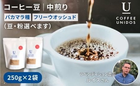 中煎り コーヒー 豆 250g × 2袋 ( 豆 ・ 粉 選べます ) ニカラグア産 ラベンディション農園 パカマラ種 フリーウォッシュド [糸島] [COFFEE UNIDOS] [AQF002] 珈琲 カフェ コーヒー粉