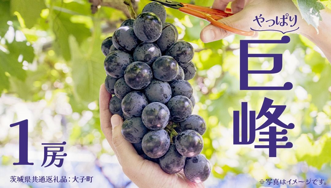 巨峰 1房[2026年7月上旬発送開始] (茨城県共通返礼品:大子町) ぶどう 葡萄 ブドウ フルーツ 果物 スイーツ