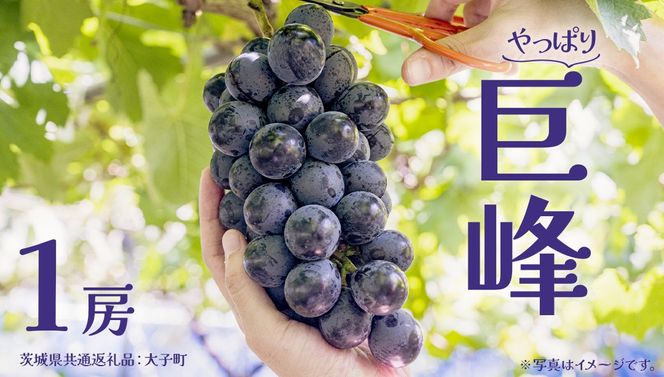 y錧vsz P[y2026N7{Jnz (錧ʕԗiFq) Ԃǂ  uhE t[c ʕ XC[c