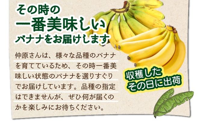 希少！こだわりの水を使い「森ような畑」で栽培する、仲原さんのバナナ【 沖縄県 石垣島 石垣島産 バナナ ばなな 農薬不使用 化学肥料不使用 】OI-16