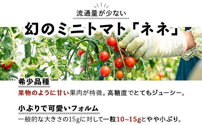 【2027年先行予約】北海道産 ミニトマト ネネ 約3kg フルーツトマト 幻の 高糖度 ジューシー プチ トマト 甘い 濃厚 彩り 鮮やか 希少 お中元 お歳暮 暑中見舞い 帰省土産 ご自宅用 産地直送 大滝農園 送料無料 北海道