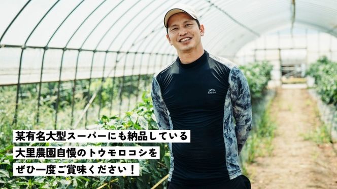 【 先行予約 2026年7月上旬以降発送 】【農家直送】 朝採り トウモロコシ （ ゴールドラッシュ ）1箱 約 6㎏ とうもろこし スイートコーン 産地直送 期間限定 甘い [SF018ya]