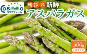 朝採り新鮮アスパラガス 500g【ミニサイズ】 | 野菜 アスパラガス グリーンアスパラ 旬 とれたて 春野菜 春 朝採り 朝採れ とれたて 新鮮 みずみずしい サラダ 甘い お取り寄せ 産地直送 冷蔵 岐阜県 瑞穂市