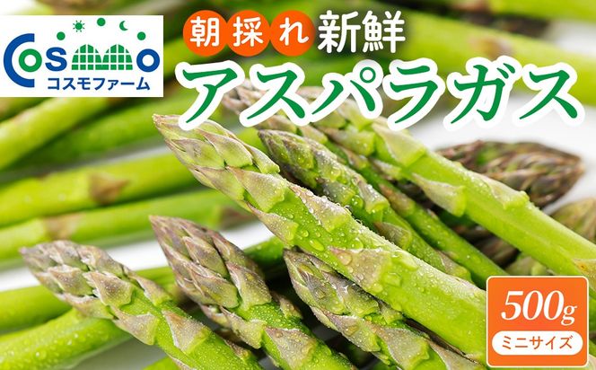 朝採り新鮮アスパラガス 500g【ミニサイズ】 | 野菜 アスパラガス グリーンアスパラ 旬 とれたて 春野菜 春 朝採り 朝採れ とれたて 新鮮 みずみずしい サラダ 甘い お取り寄せ 産地直送 冷蔵 岐阜県 瑞穂市