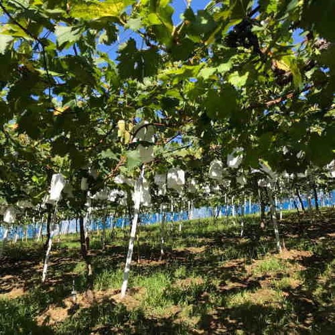 【夏秋の美味】フルーツ王国和歌山の"濃厚"種無しピオーネ 約2kg