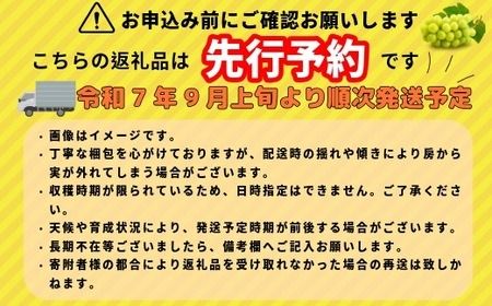 【先行予約丨2026年9月上旬より順次発送】シャインマスカット【約1kg (2房)】(At-006)丨長野県 飯山市 おすすめ ランキング おいしい 高評価 大人気 先取り 産地直送 シャインマスカット 甘い 糖度