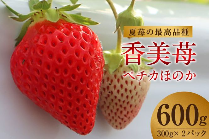 yɌzyԌzyăC`S̍ōi y`Jق̂ 300gi12`24j2pbNz711܂ŏ   C`S lC  Ɍ   [Xh 18-06