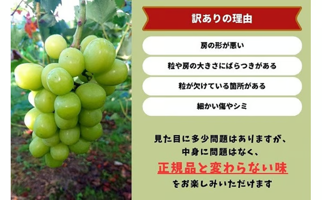【2026年先行予約】岡山県産 【訳あり】 シャインマスカット 1.6㎏以上（2～3房）産地直送　朝採れ / ぶどう 葡萄 フルーツ 先行予約 真庭市【kgftmt015-02】