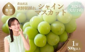 【2025年　先行予約】山梨県産　シャインマスカット1房（500g以上） GA004