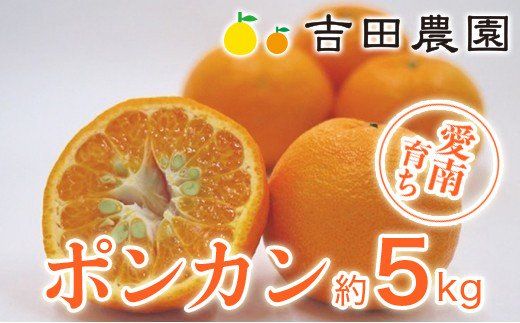 数量限定 順次発送 ポンカン 5kg 13000円 ぽんかん 国産 みかん mikan 蜜柑 ミカン 産地直送 農家直送 期間限定 特産品 ギフト プレゼント ゼリー ジュース アイス 冷凍 みかん 等に 人気 限定 甘い フルーツ 果物 柑橘 美味しい おいしい 小玉 含む ジューシー サイズ ミックス 吉田農園 愛南町 愛媛県