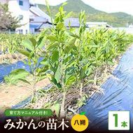 ZE6477_八朔(はっさく)苗木2年生1本