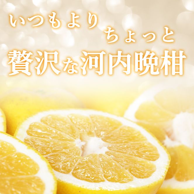 【先行予約】 プレミアム 河内晩柑 3kg L から 3L 優品 贈答用 樹齢 20年 以上 古木 厳選 大玉 果実 特選 直送 和製 グレープフルーツ 愛南ゴールド フルーツ 人気 柑橘 爽やか 甘み ジューシー 果汁 旬の果物 くだもの みかん 産地直送 農園直送 春 味覚 初夏 デザート ジュース おすすめ 生搾り デザート ゼリー 愛媛県 愛南町 清家ばんかんビレッジ