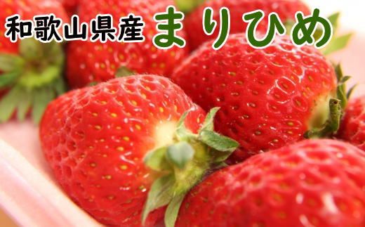 和歌山県産ブランドいちご「まりひめ」約300g×2パック入り ★2027年1月中旬～2027年2月下旬頃より順次発送予定【tec964A】 