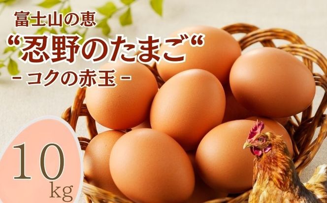 �y�R�����s���s�z�x�m�R�̌b�g�E��̂��܂��g�]�R�N�̐ԋʁ]10kg�@KC004