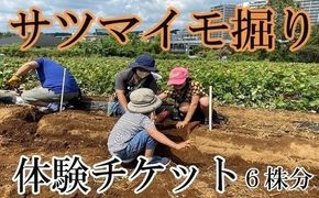 サツマイモ掘り体験チケット（６株分） 【kw0208-0001】