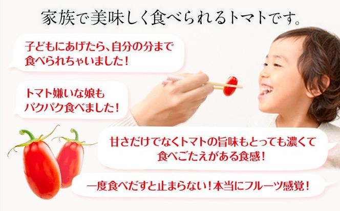 トマト とまと 高糖度トマト ZEPPIN PRM(プレミアム) 2kg 《120日以内に出荷予定(土日祝除く)》甘い トマト フルーツトマト ミニトマト 野菜 フルーツ ハウス フルーツ感覚 甘い おいしい---B-138a---